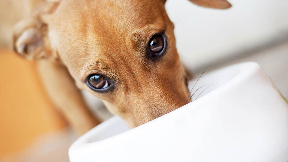 home-rosemary-newsagents-coal-gas-petfood-supplies-and-balloons